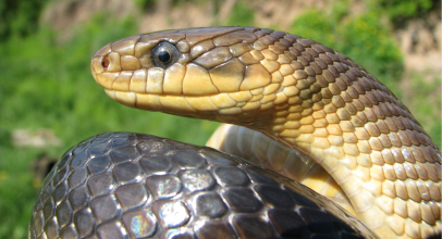 Do czego śni się wąż