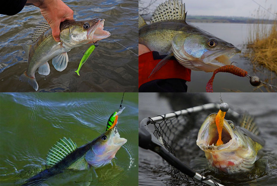 Smaczny śledź ze szczupaka