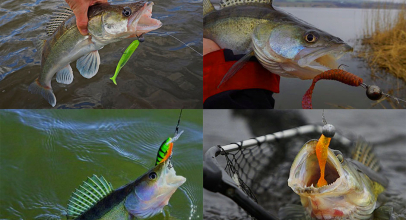 Smaczny śledź ze szczupaka